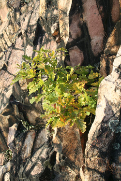 Eiche auf Porphyr